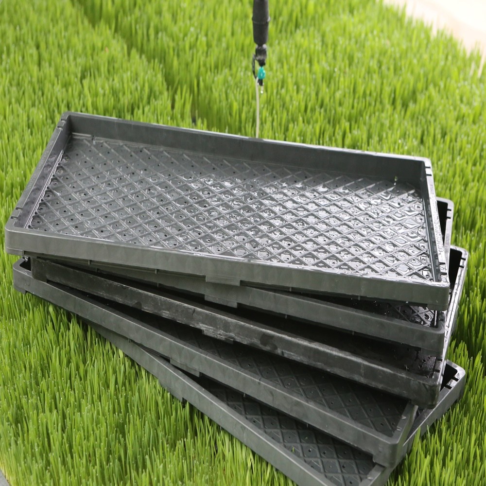 새싹보리 씨앗가정 재배 엿질금 용도 겉보리 3kg, 1개 28,000원