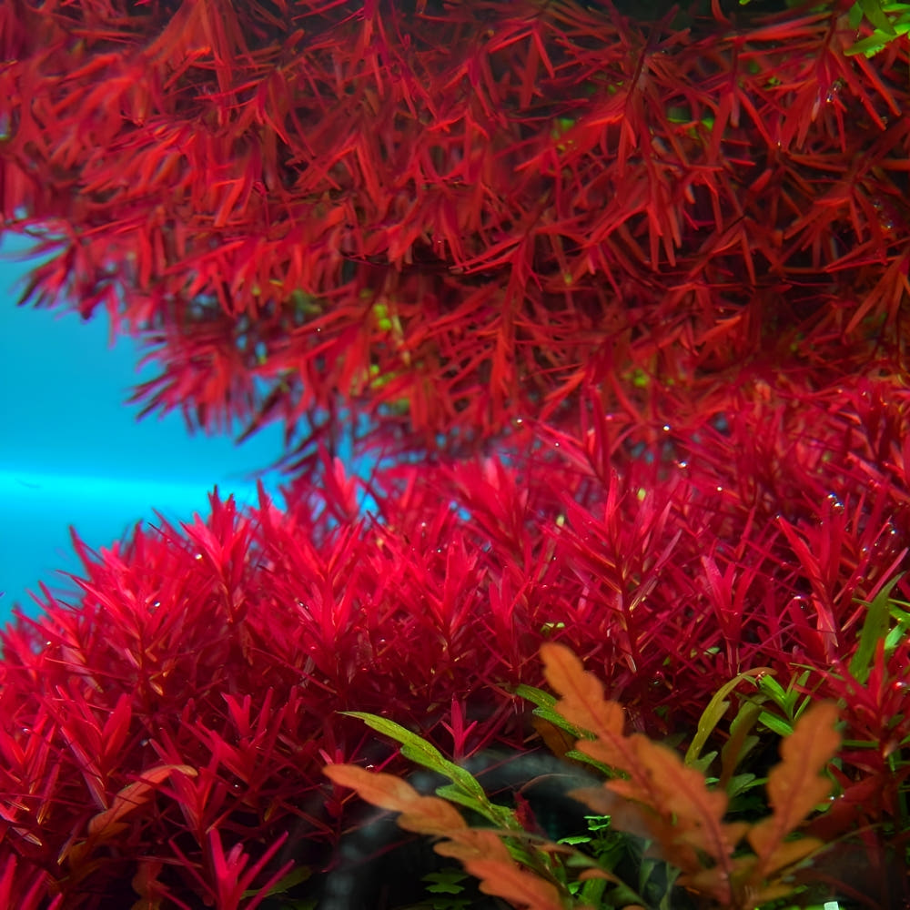 [수초장터] 로타라 블러드 레드 달팽이 이끼 없는 수초 붉은색 11,000원