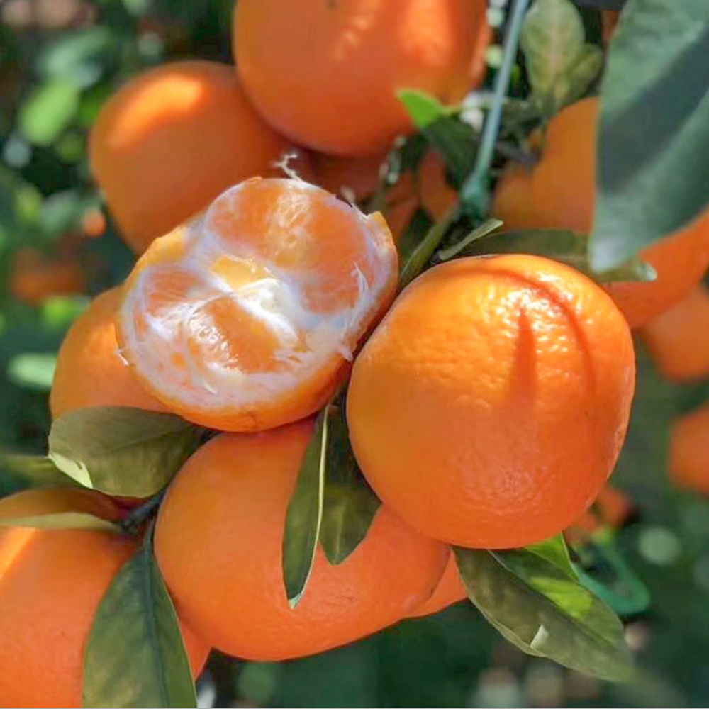 당도선별 제주도 서귀포 조생감귤 M~2L 대과 5kg, 1박스, 5kg 21,900원