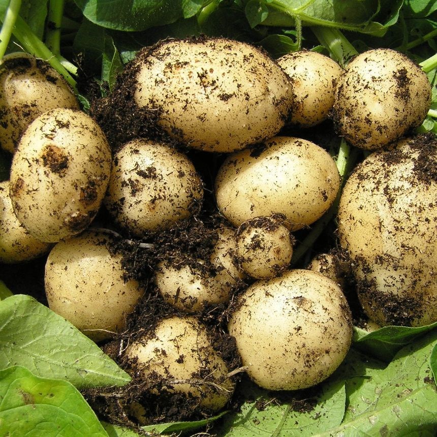 강원도 산지직송 포슬포슬 햇 수미 감자 햇 감자, 1개, 2kg (왕특) 21,900원