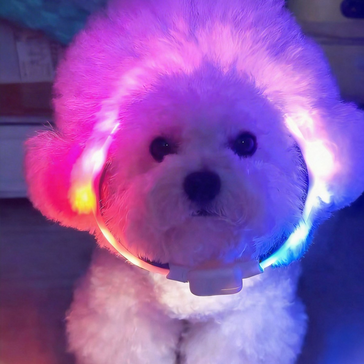 모츄츄 강아지 LED 레인보우 목걸이 등야간 강아지 산책방수 6종 조명, 1개, 백 26,980원