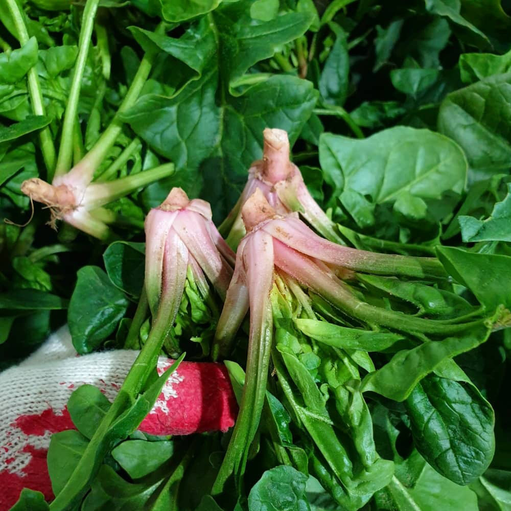 맛꾼 해풍맞은 국내산 노지 남해 보물초 영해초 시금치 26,900원