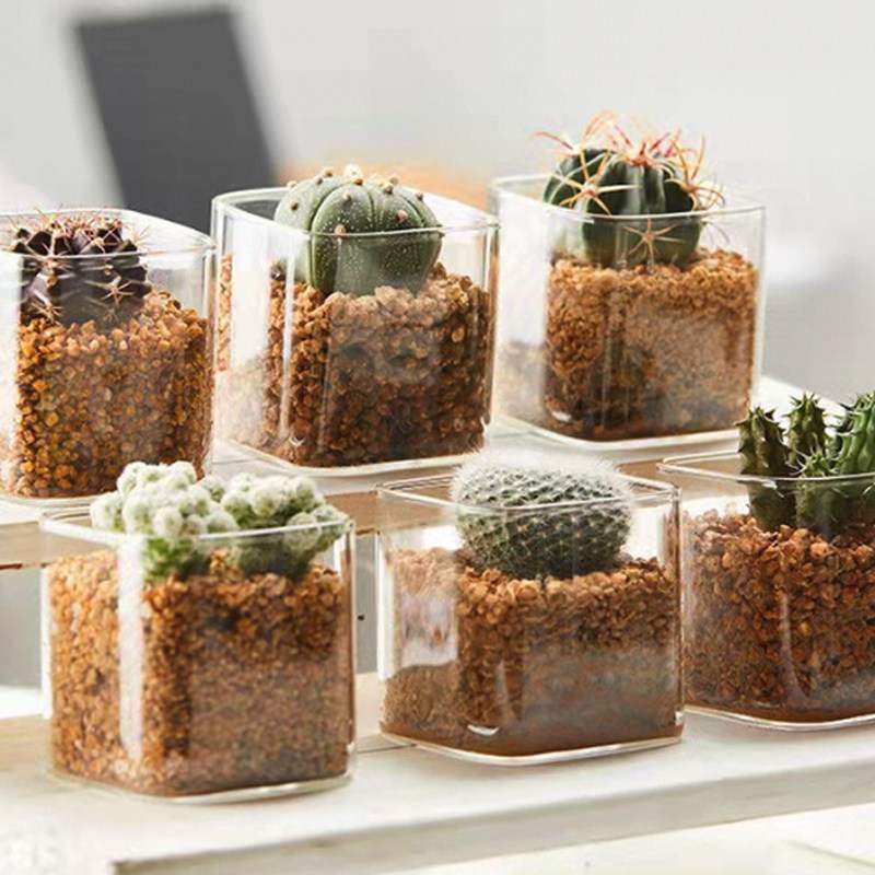 레디박스 유리 화분 심플 사각 미니 다육 수반 화병 8,300원