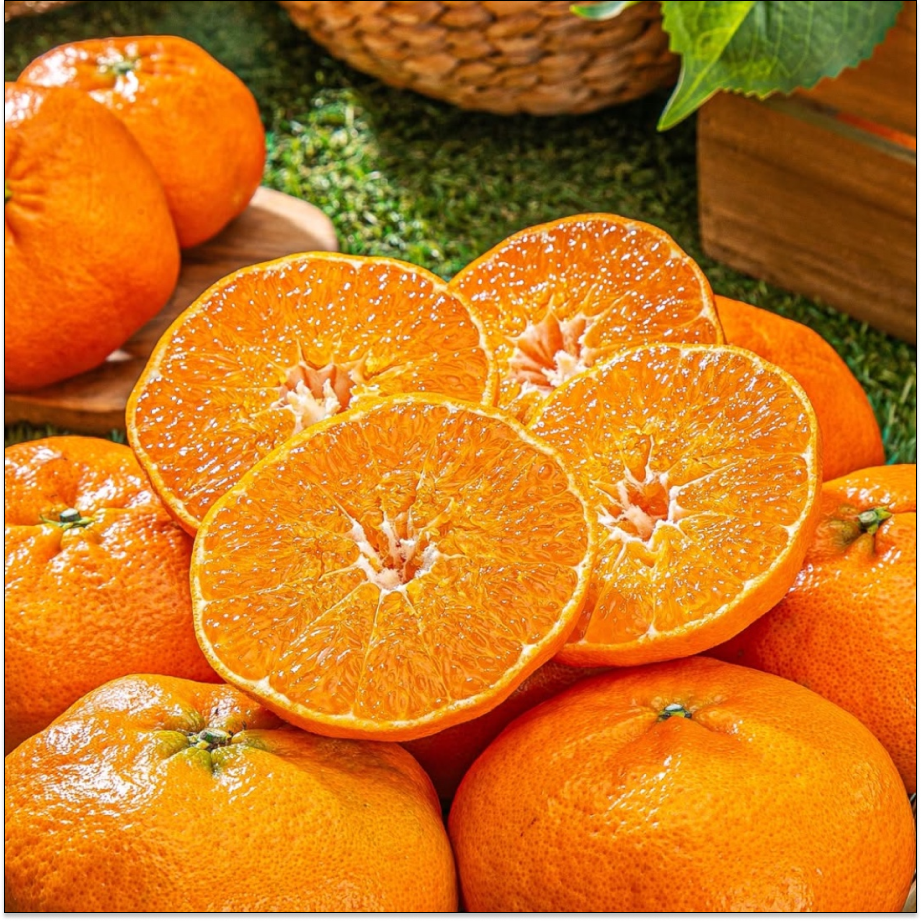 [특품] 비파괴당도선별 제주 고당도 레드향 38,880원