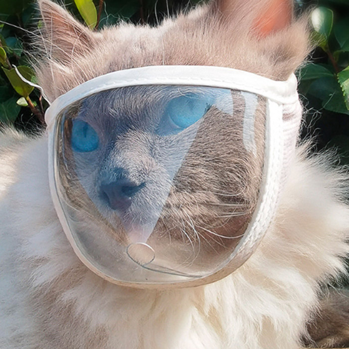 딩동펫 고양이 심플 물림 방지 밴드 투명 마스크 M, 현재가 8,900원