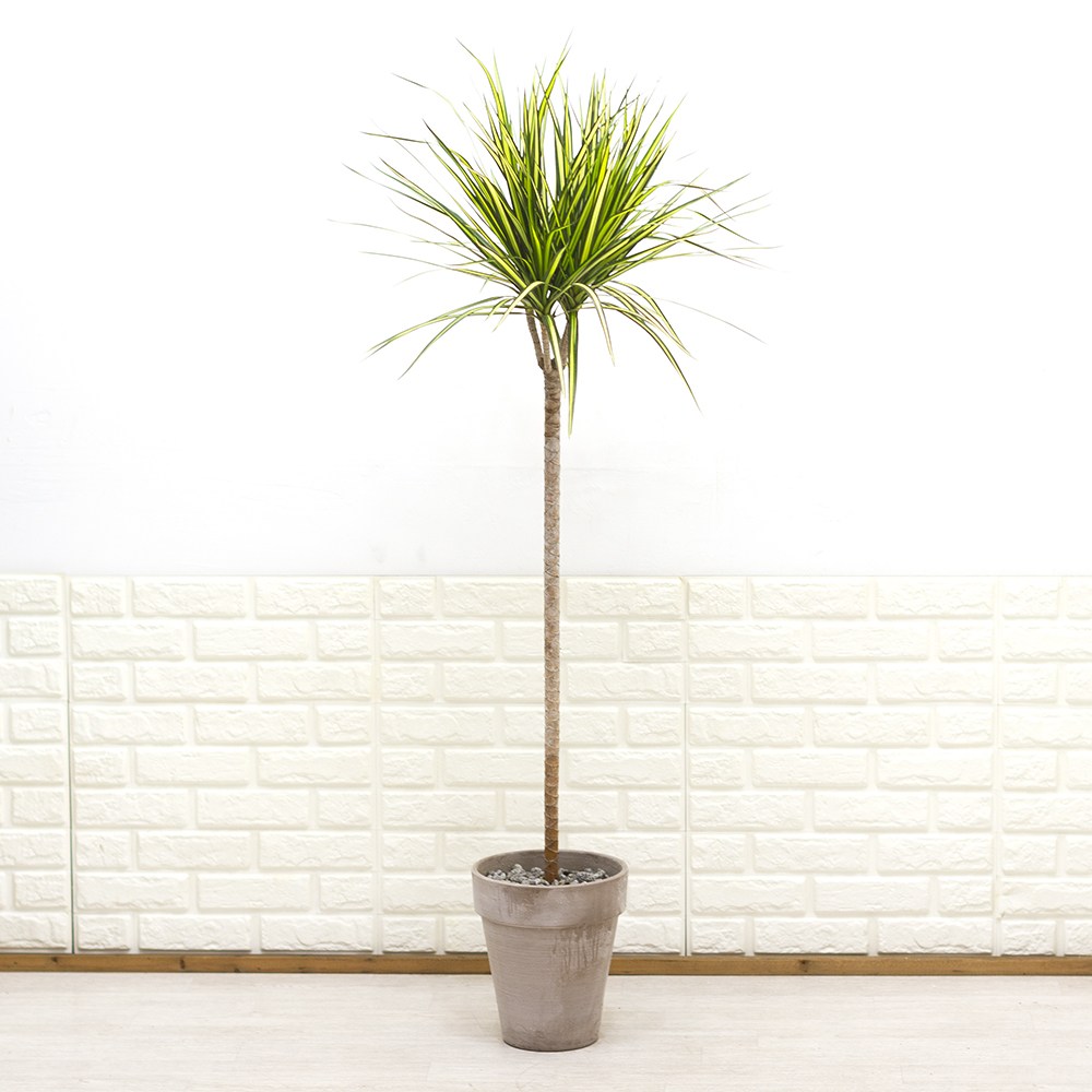 특대형 드라세나 마지나타 럭키 황금빛 잎이 매력적인 인테리어식물 카페화분 153,000원