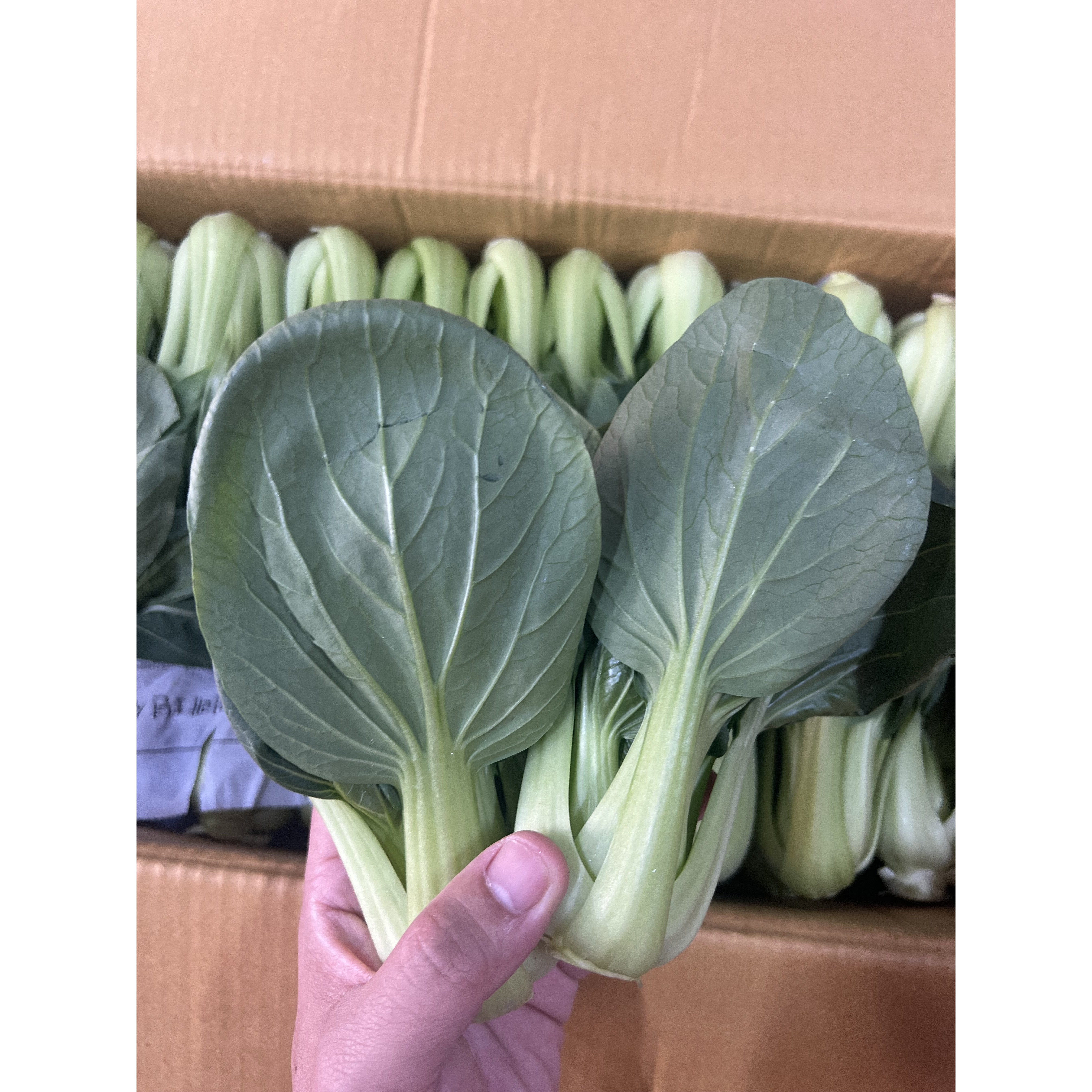 청경채 싱싱한 신선한 국내산 4kg 1박스, 청경채 1box, 1개 26,000원