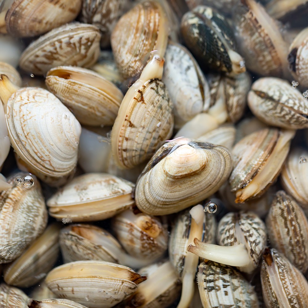 해감완료 국산 바지락 생물 바지락조개 참바지락 당일조업, 600g, 1세트 6,900원