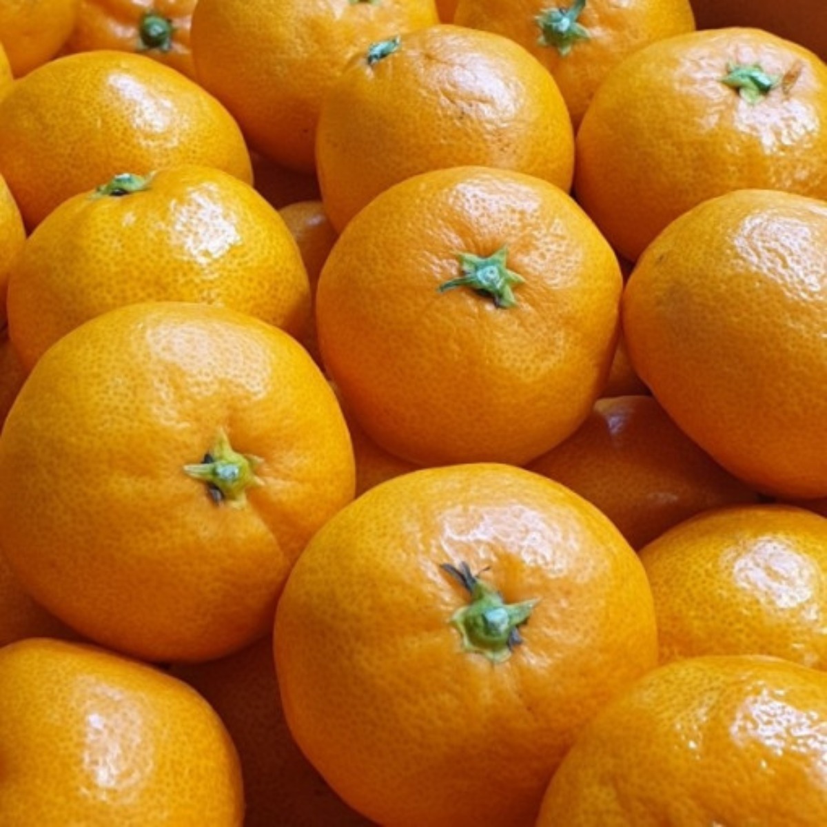 제주 감귤 14~17브릭스 유라조생 타이벡 귤로장생 불로초 귤 3kg 소과, 1개, 3kg 46,900원