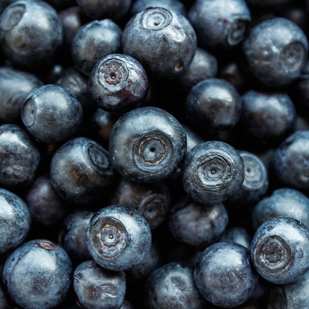 [다정한농수산] 산지직송 국내산 생 블루베리 특과 품질 보증, 1개, 14mm 100g 14,900원