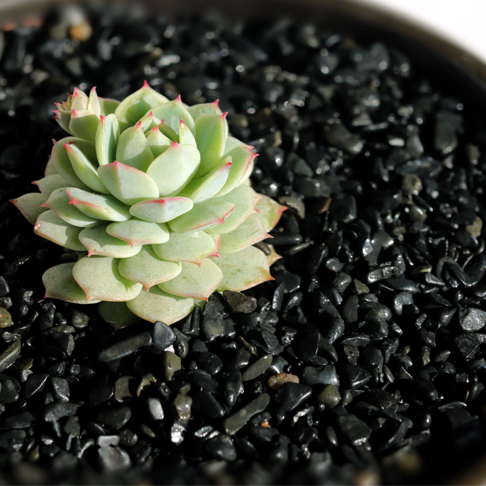 수아쿠아 네이처굿즈 흑자갈 3~5mm 4,800원