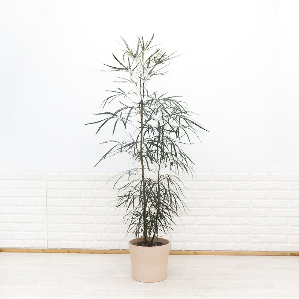 화수분 실내에서 키우기 쉬운식물 아랄리아 토분세트 카페식물 아라리아, 1개 158,000원