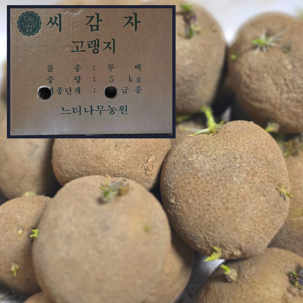 느티나무농원 강원도씨감자 두백 씨감자 보급종 종자, 1박스, 두백씨감자 정품인증 보급종 1kg 10,900원