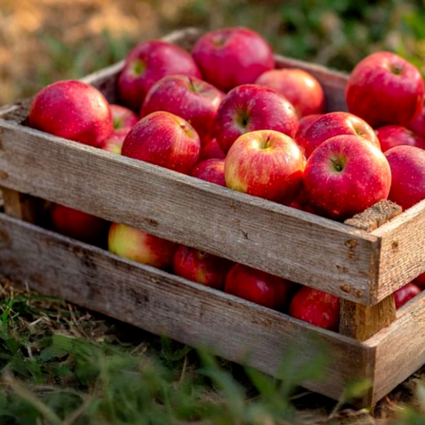 [마진제로특가] 고당도 갓성비 부사 못난이사과, 1박스, 5kg(대과) 42,900원