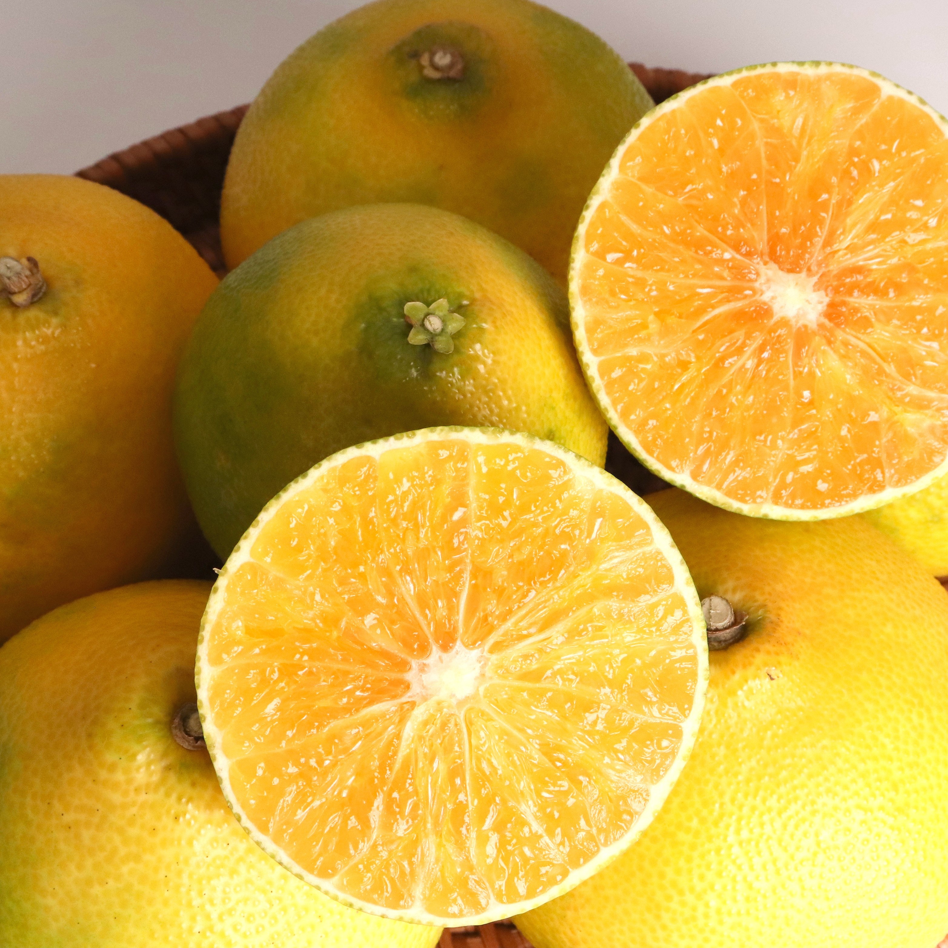 제철에 진심 제주 황금향 선물세트 33,900원