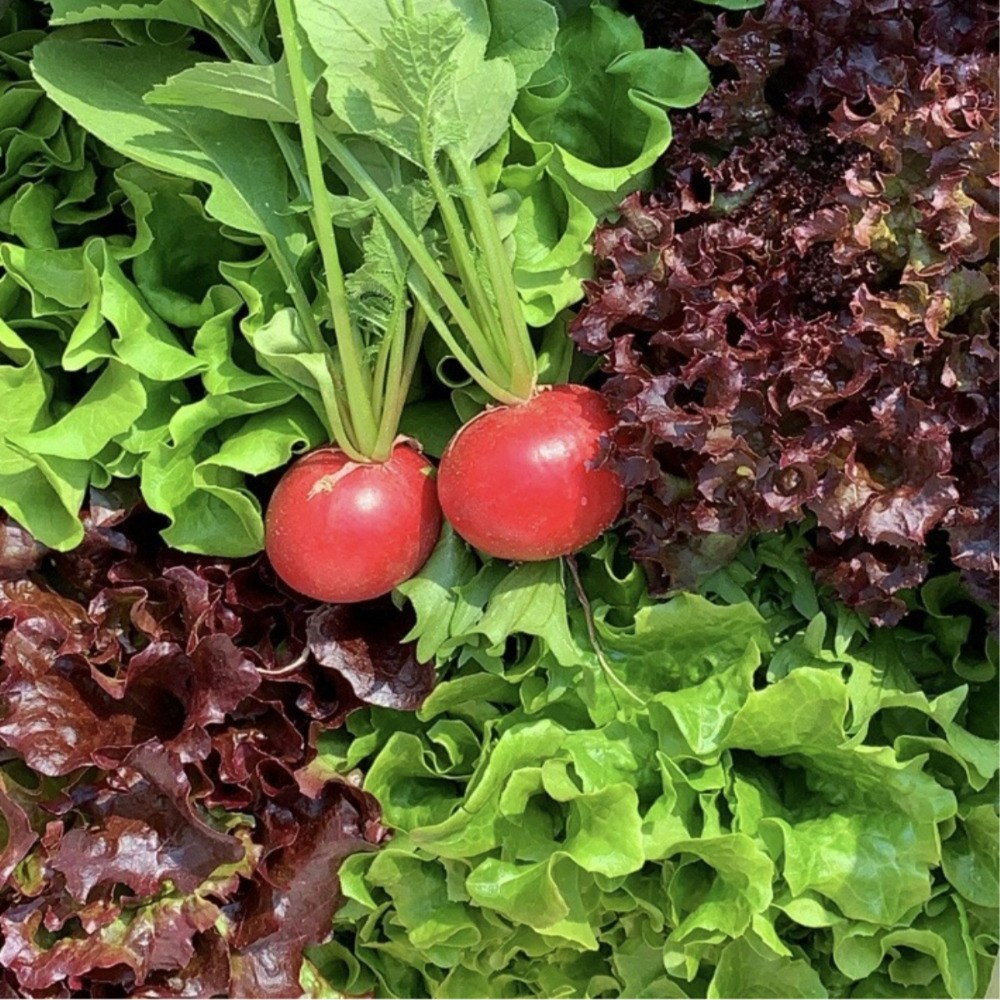 GAP 유럽샐러드 6종 700g 루꼴라 버터헤드 딜 크리스피 로메인 샐러드 산지직송, 1개 12,500원