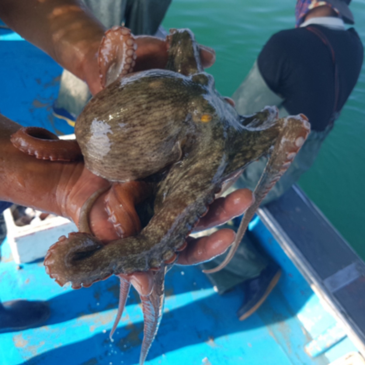 [당일조업] 여수 오늘 잡은  생물 문어 자연산 돌문어 1kg 2kg 당일발송 산지직송 34,900원