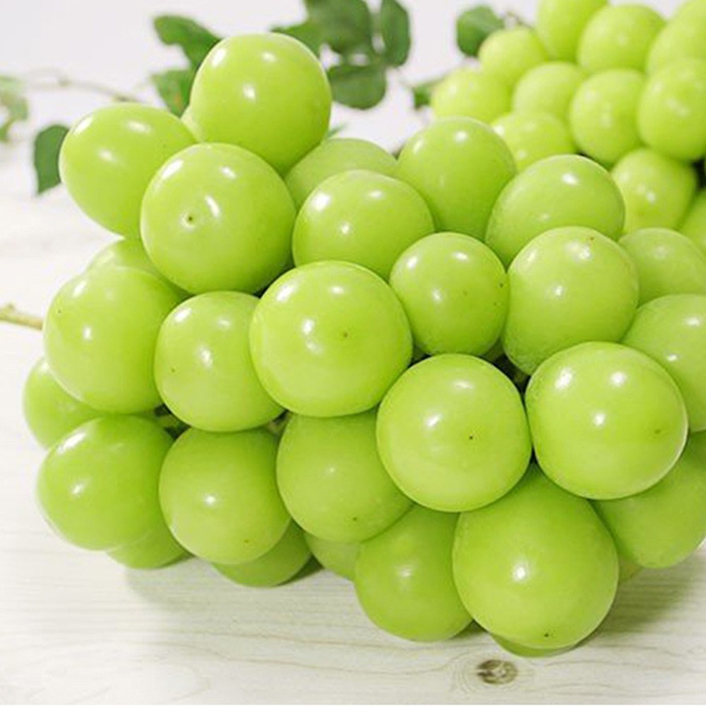 프리미엄 고당도 샤인머스켓 1kg 2kg 망고포도 청포도 씨없는포도 12,900원