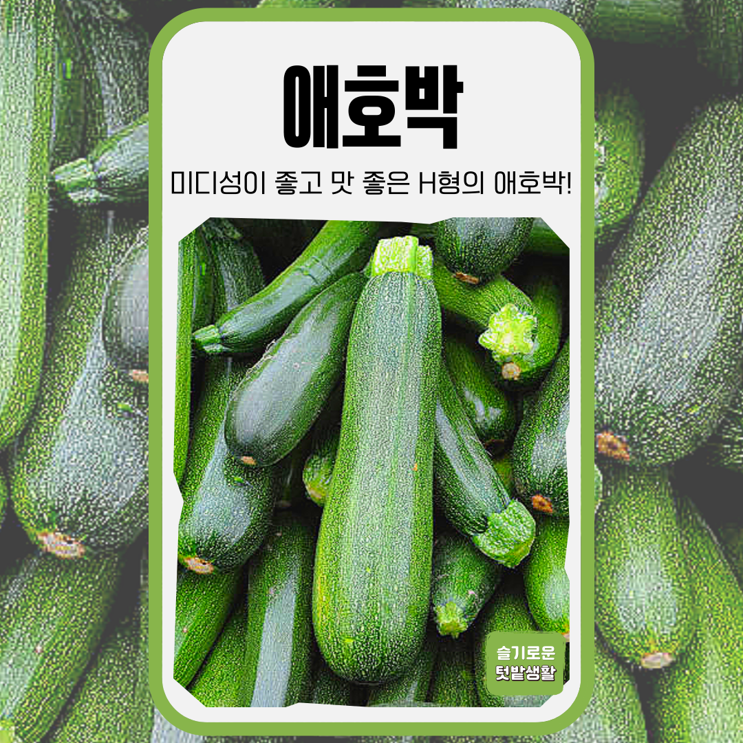 애호박 씨앗 30립 세계종묘 종자 모종 씨 작물 야채 채소 으뜸애호박 4,000원