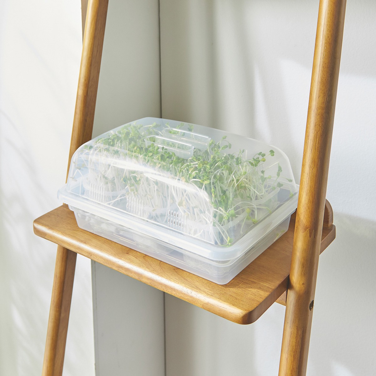 이지앤프리 새싹채소 무순키우기 세트 수경 식물재배키트 식목일, 현재가 10,100원