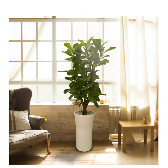 [한정특가 오투트리]대형 화분 당일무료배송  축하선물 개업선물 이사선물 승진선물 플랜테리어 실내공기정화식물 13종 89,100원