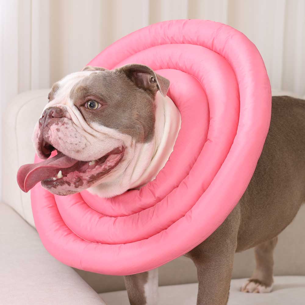 강아지 넥카라 특수사이즈 두꺼운목 짧은다리 29,000원