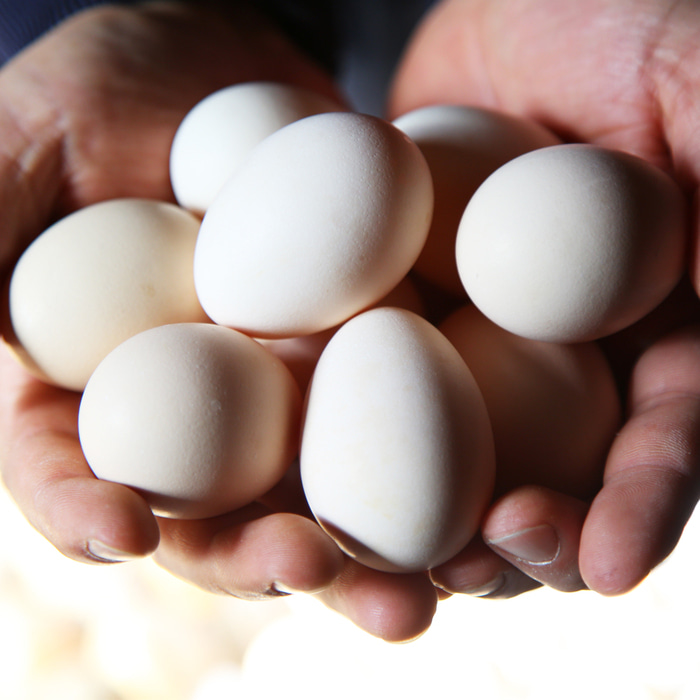 백봉오골계 유정란 초란 오골계알 오골계란 20구 40구 37,850원