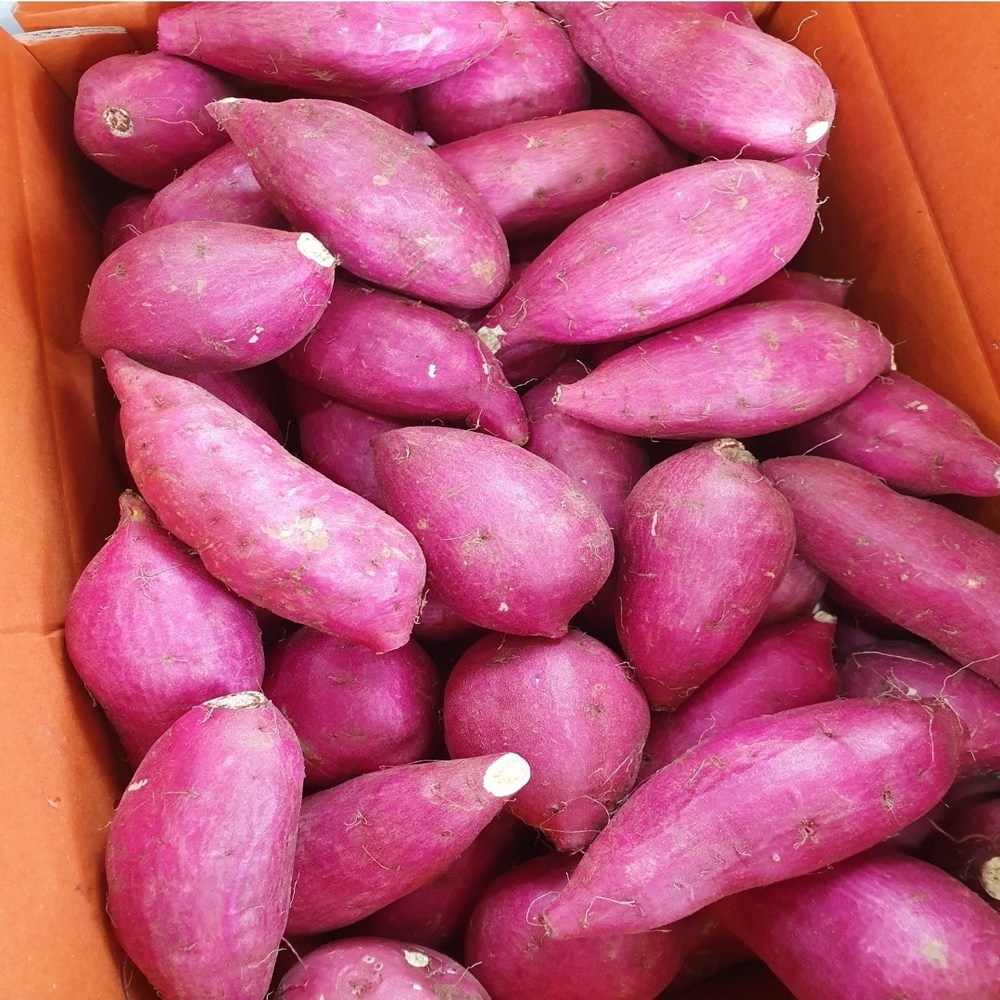 [산지직송] 25년수확 베니하루카 해남 햇 꿀밤고구마 18,700원