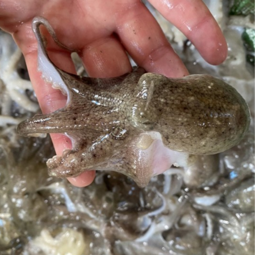 [산지직송] 국산 생물 쭈꾸미 서해안 활쭈꾸미 1kg 알배기 봄쭈꾸미 알쭈꾸미, 활쭈꾸미 1kg, 1개 60,900원