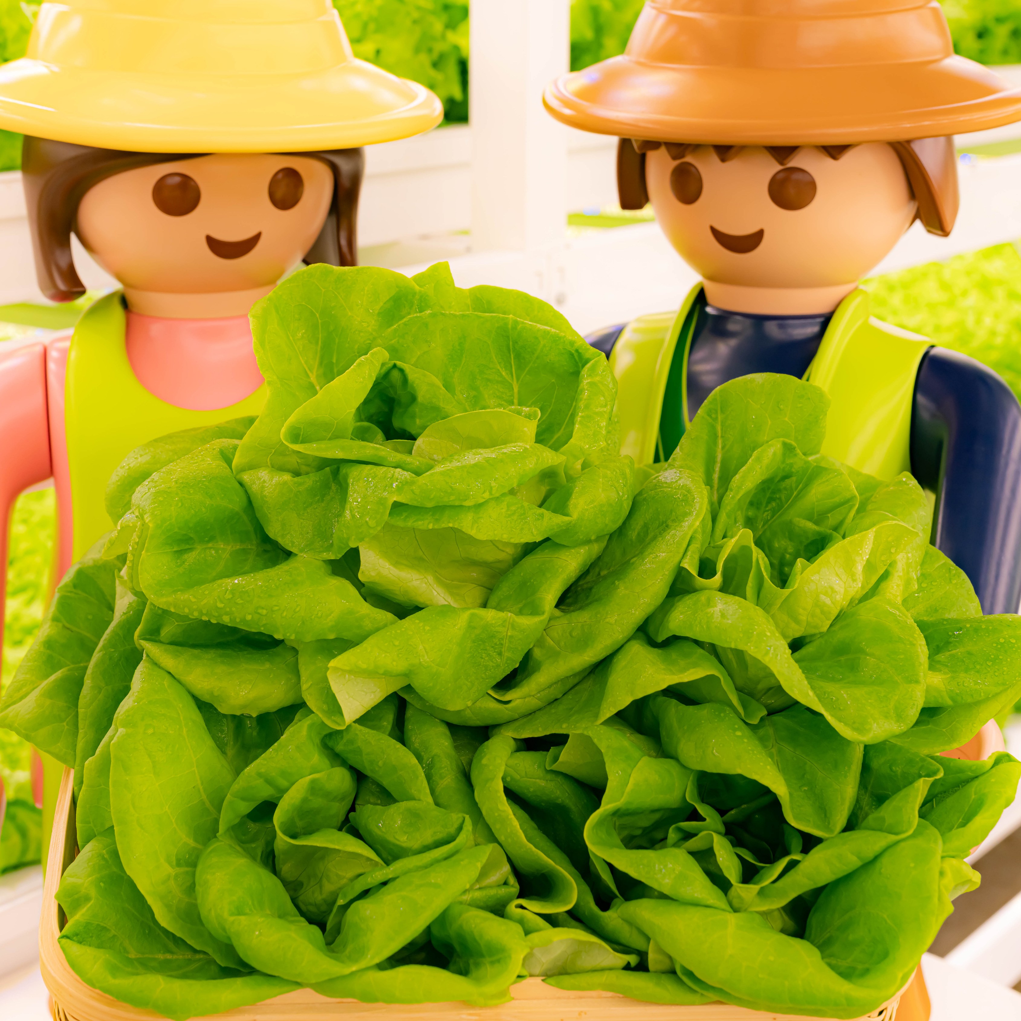 [무농약 버터헤드 1kg] 유럽상추 유러피안샐러드 샐러드야채 샐러드채소 쌈채소 샐리의식탁, 1개, 4kg 43,500원