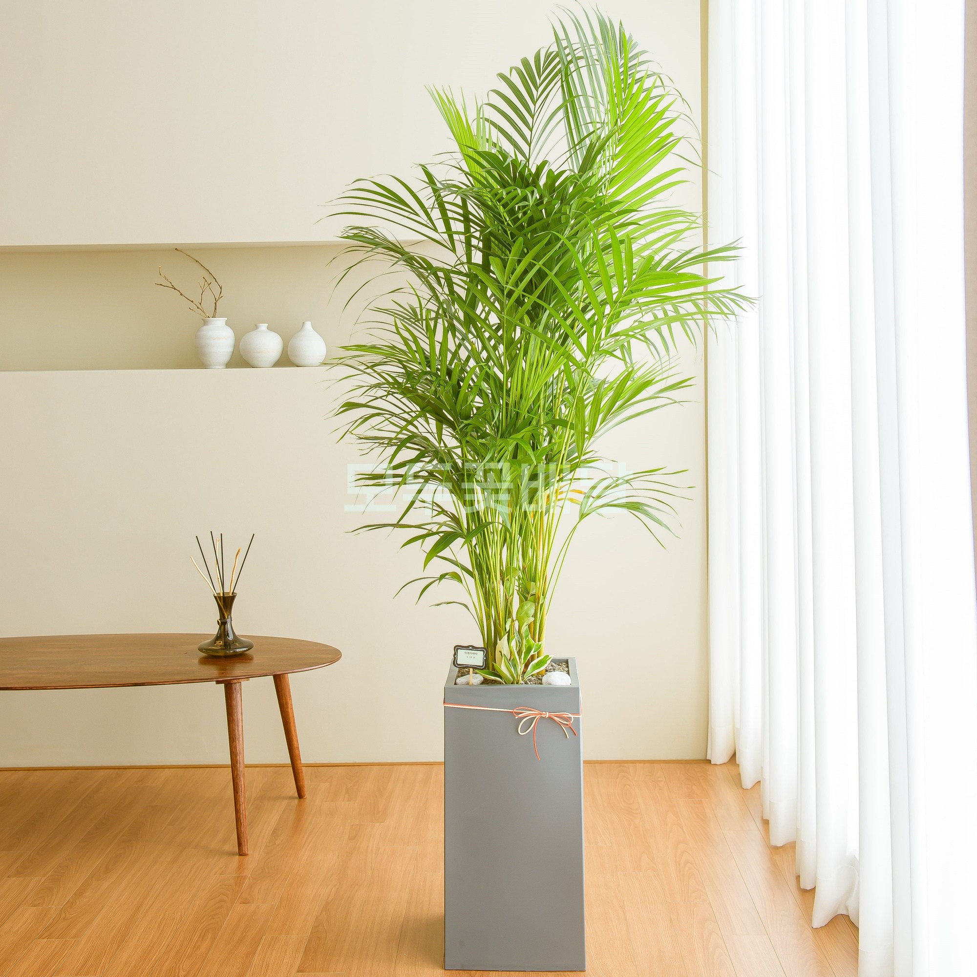 모두꽃배달 개업 화분 배달 가게오픈 축하 사무실 병원 카페 119,000원