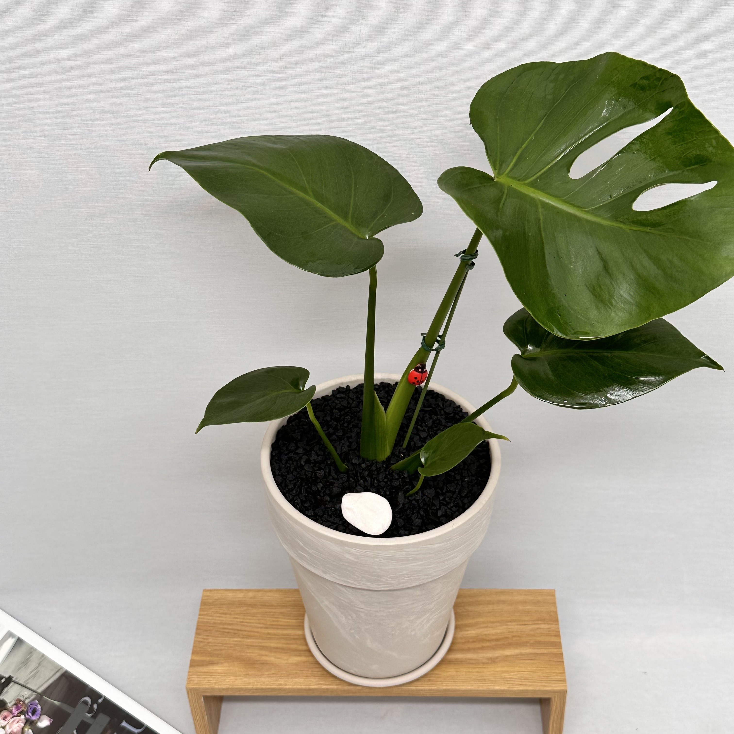 몬스테라 실내공기정화식물 키우기쉬운 반려 인테리어식물 플랜테리어 승진축하 집들이화분 중형 몬스테라, 1개, 몬스테라+독일토분 43,900원