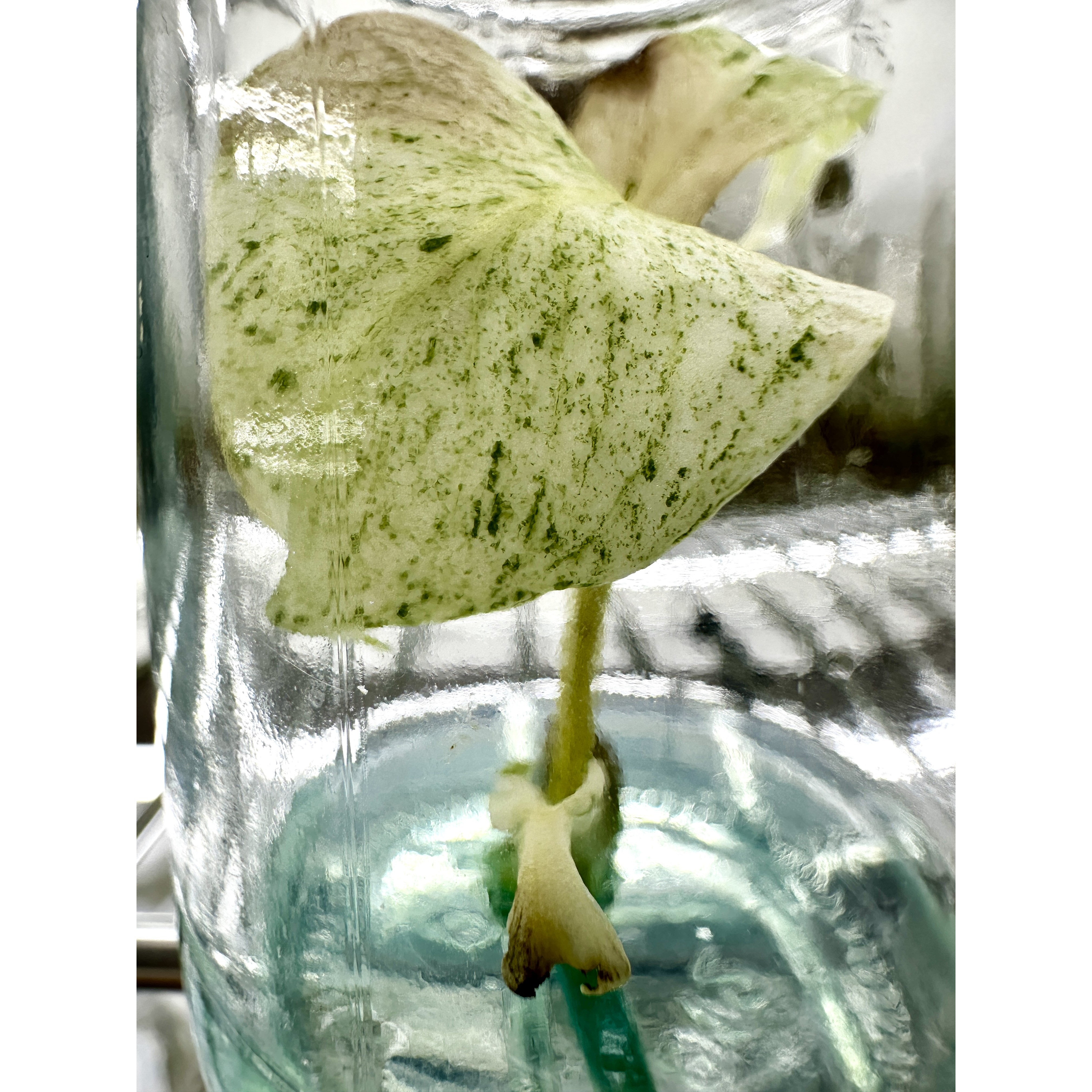 몬스테라 델리시오사 민트 조직배양묘 199,000원