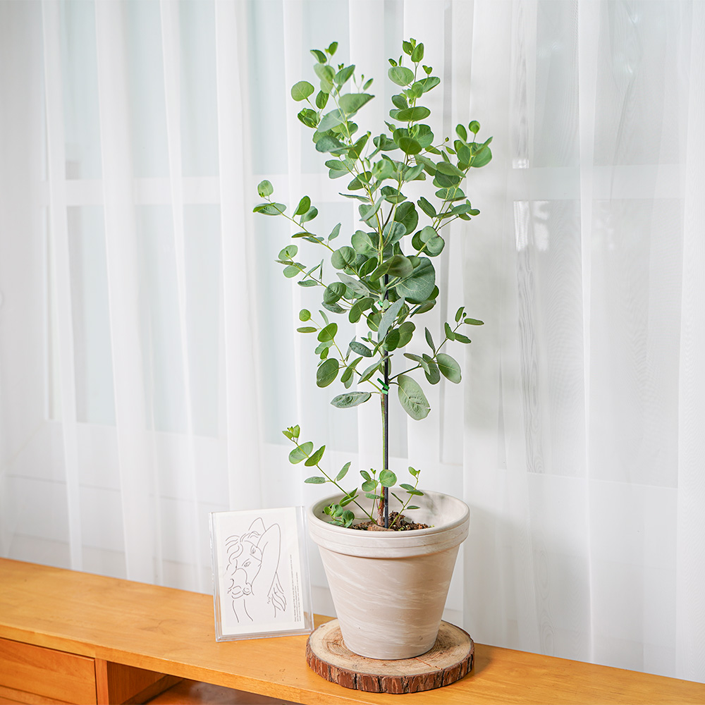 갑조네 유칼립투스 폴리안 외목대 중품 공기정화식물 16,500원