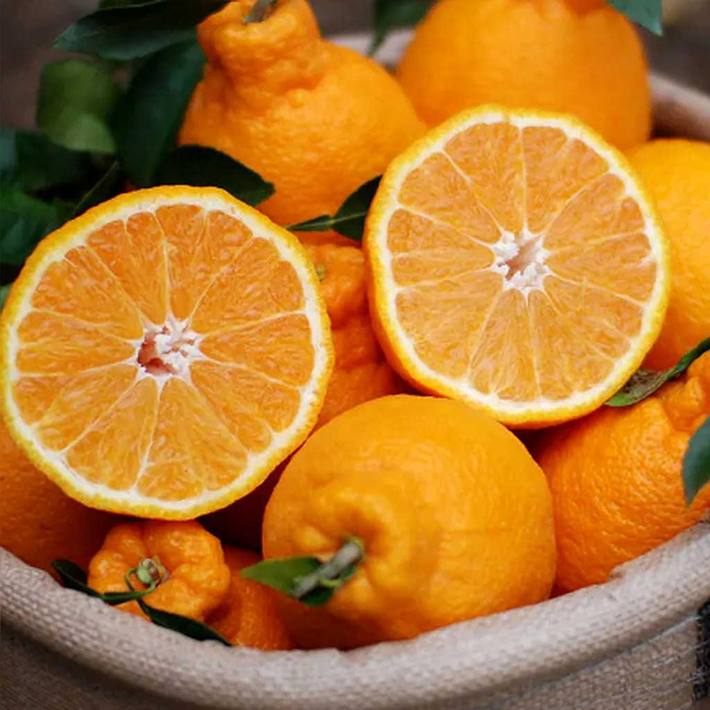 [한정특가] 고당도 하우스 한라봉, 1개, 10kg 혼합과 (강력추천) 43,900원