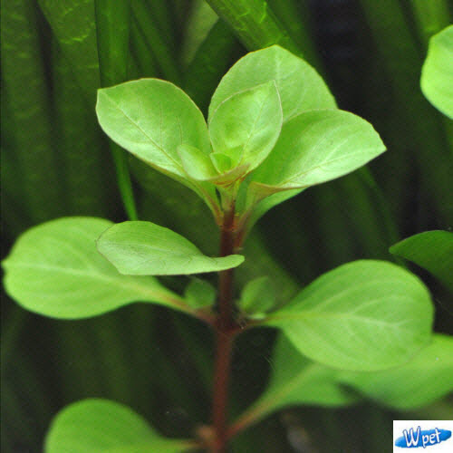 [신세계수족관] 후경수초 루드위지아 레드 5촉+5촉 3,500원