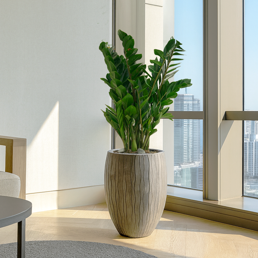 웨이브화분 실내 공기정화식물 거실화분 개업화분 사무실 음식점 카페 사옥 이전 개업식화분 영전 승진축하화분 여인초 뱅갈고무나무 금전수 아레카야자 스투키 인도고무나무 해피트리 율마 170,000원