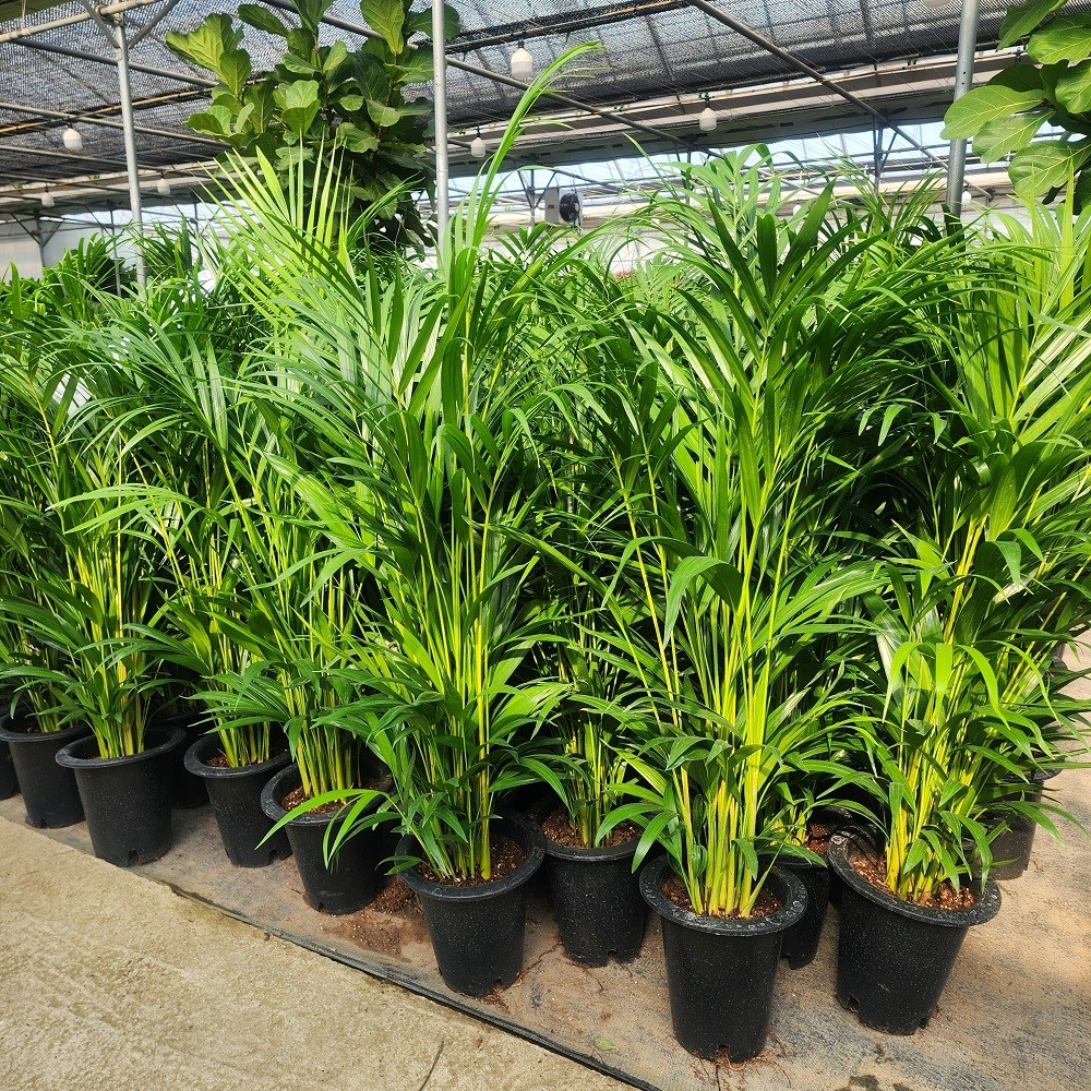 [플라워사랑] 아레카야자 중대형 80cm내외 가성비상품 22,500원