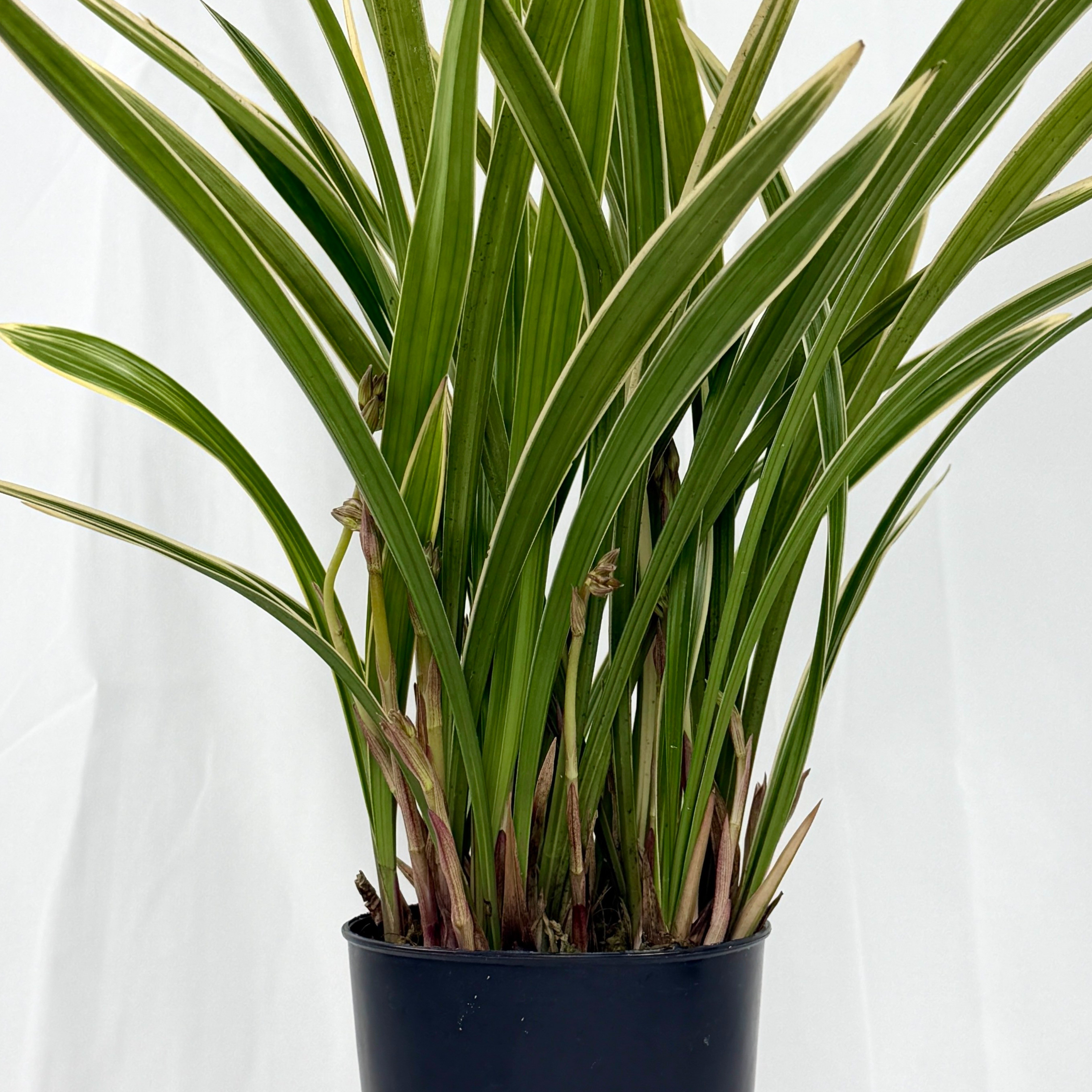 [다온난가든] 동양난 금황제(특상) 취임/축하/고급선물 동양란 33,000원