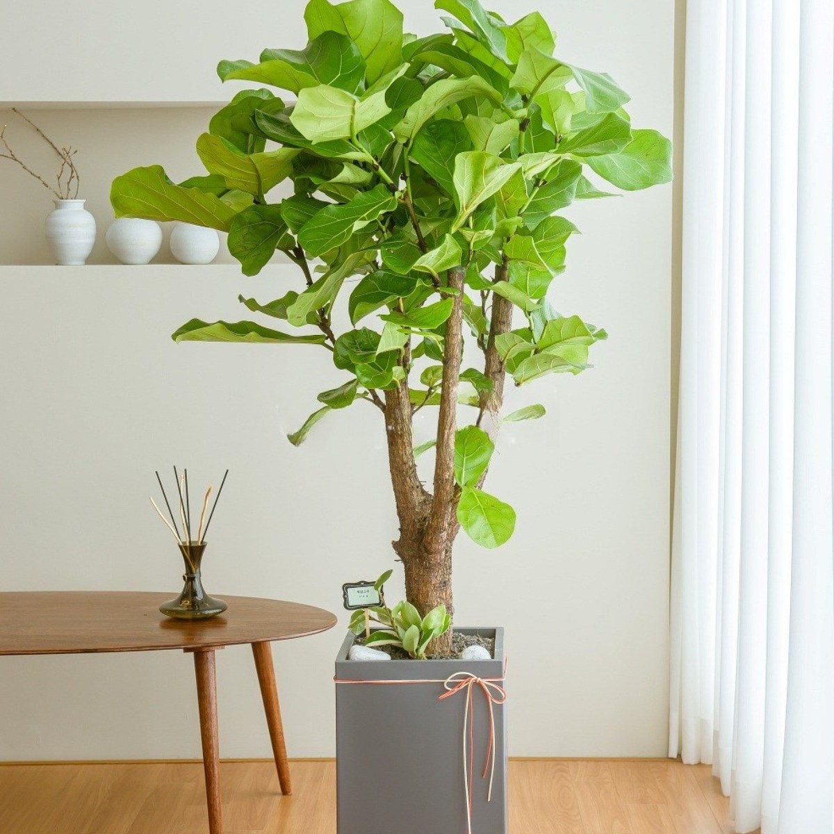 나눔플라워 전국 관엽식물 금전수 스투키 해피트리 행운목 극락조 고무나무 개업축하 실내공기정화 사무실식물 나무배달서비스 193,000원