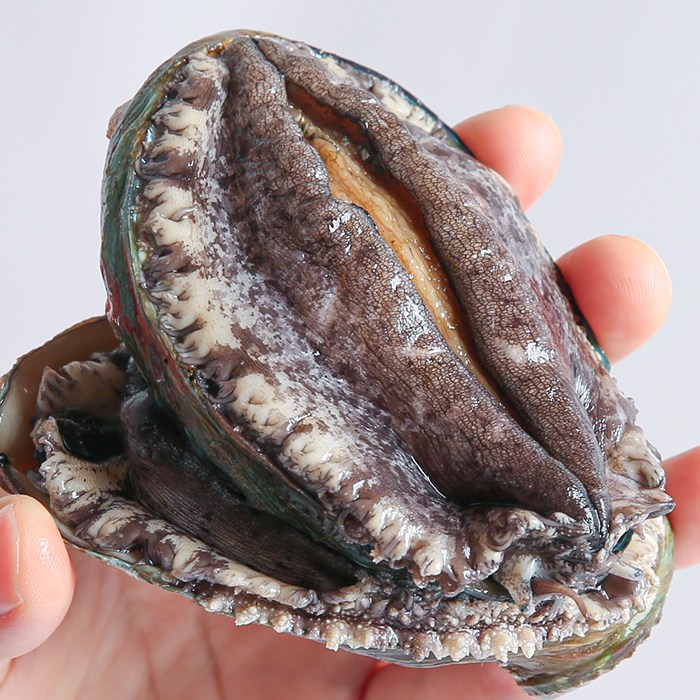 활전복 완도 전복 직거래 국산 왕특대 중대 국내산 횟감용 전복찜 전복죽용 1kg 21,900원