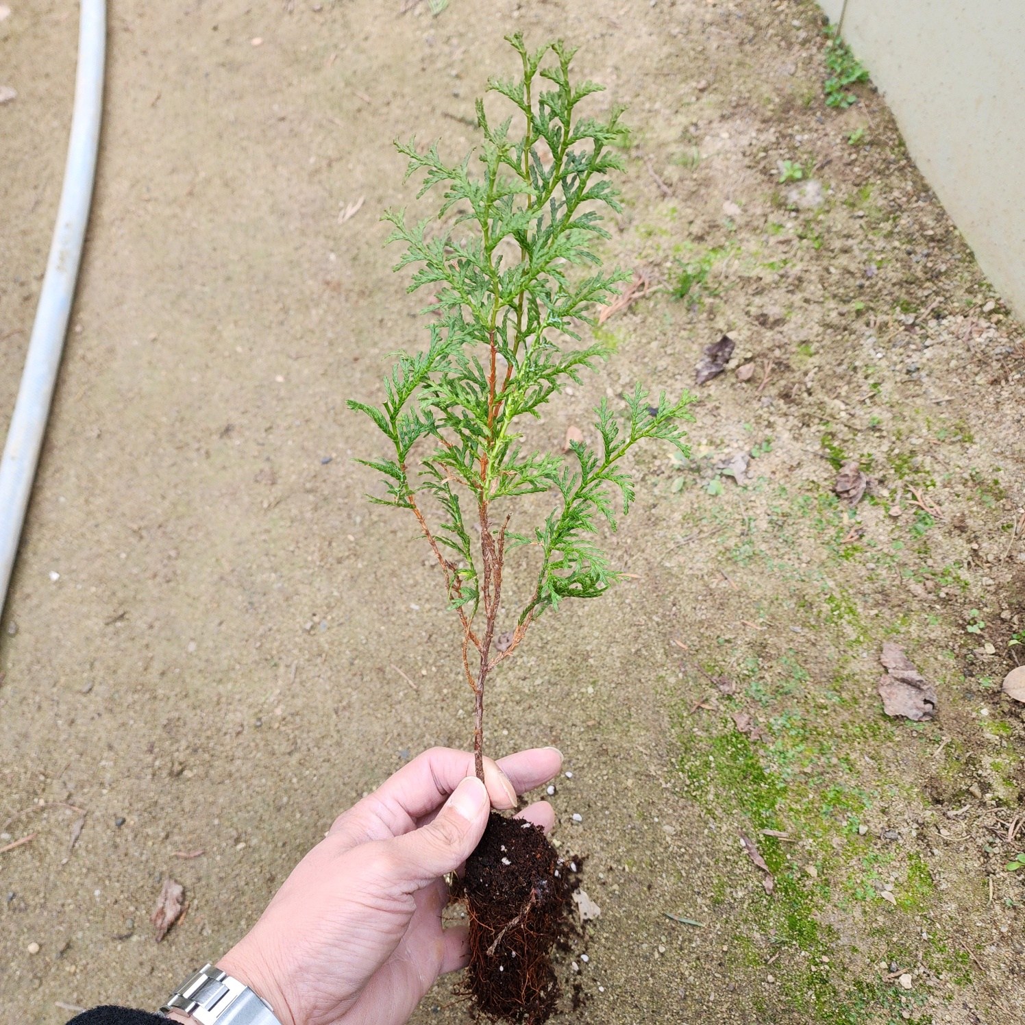 나무언니 편백나무 묘목 실생3년 55,000원
