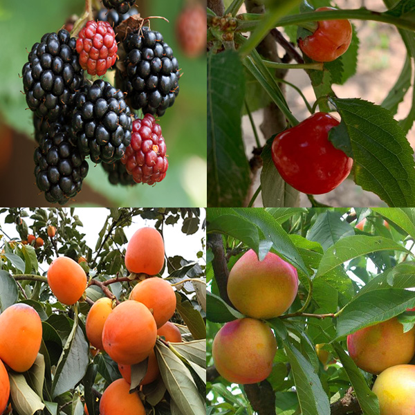 유실수묘목 과일나무묘목 접묘목 판매(사과나무,대추나무,감남,체리나무,자두나무,복숭아나무,밤나무.매실나무등), 1개, 묘목 6,000원