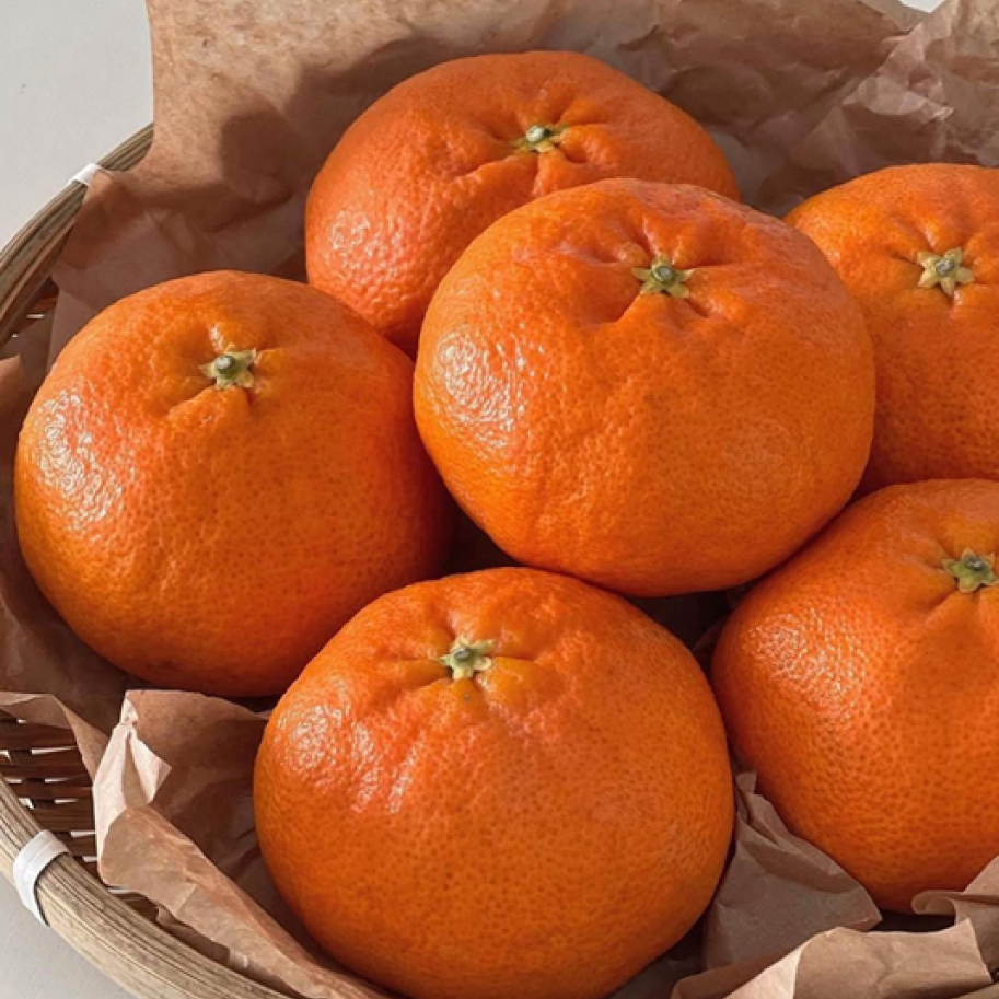 [한정특가] 유명산지 고당도 제주 레드향 18,960원