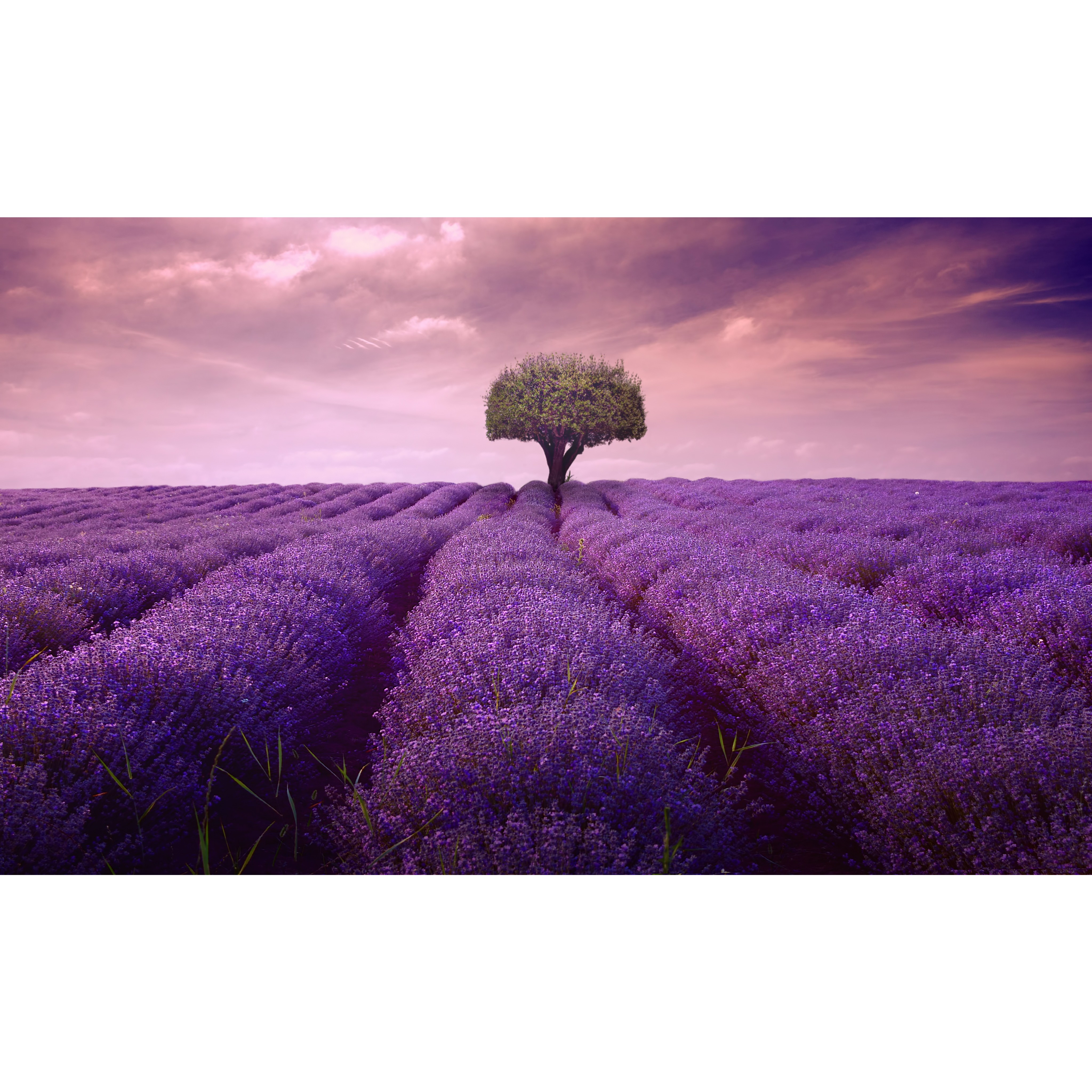 코나 주방아트보드 아트글라스 아트월 주방 셀프 벽면 인테리어 꾸미기 라벤더가든 84,800원