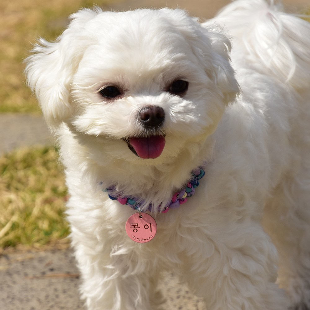 꽃페브릭빵줄 알루미늄팬던트 강아지 고양이 목걸이 인식표무료각인 16,900원