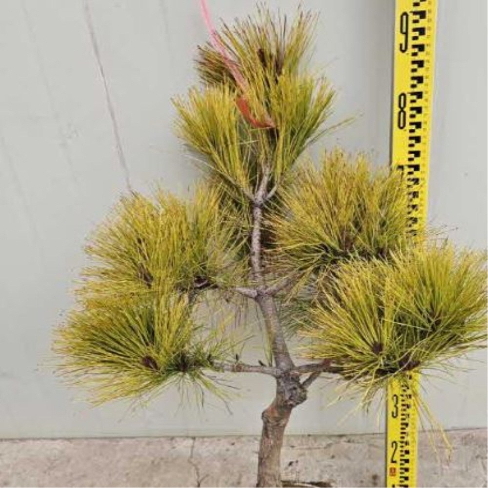 황금 소나무 묘목 중대형 화분묘 70,000원