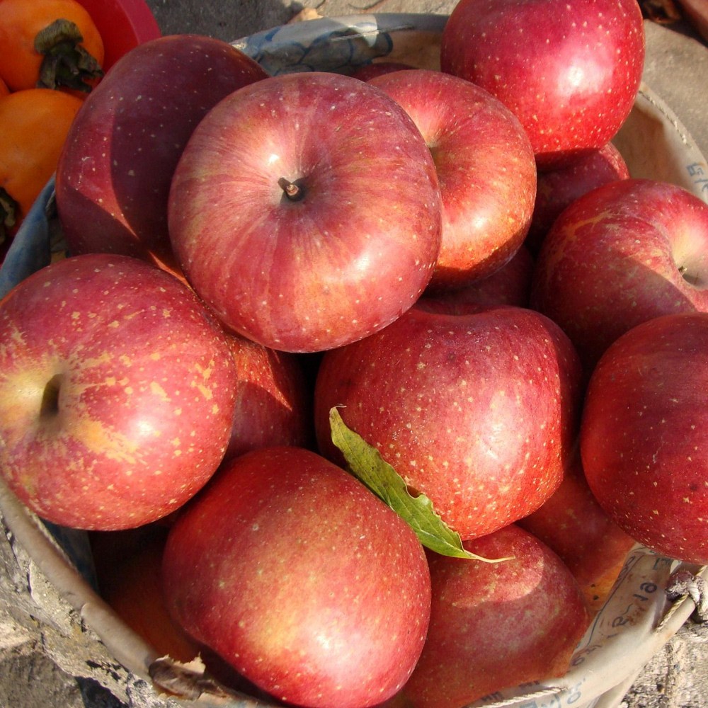 껍질째먹는 햇 부사 사과 꿀사과 가정용, 1개, 부사 5kg 23-26과(소) 61,900원