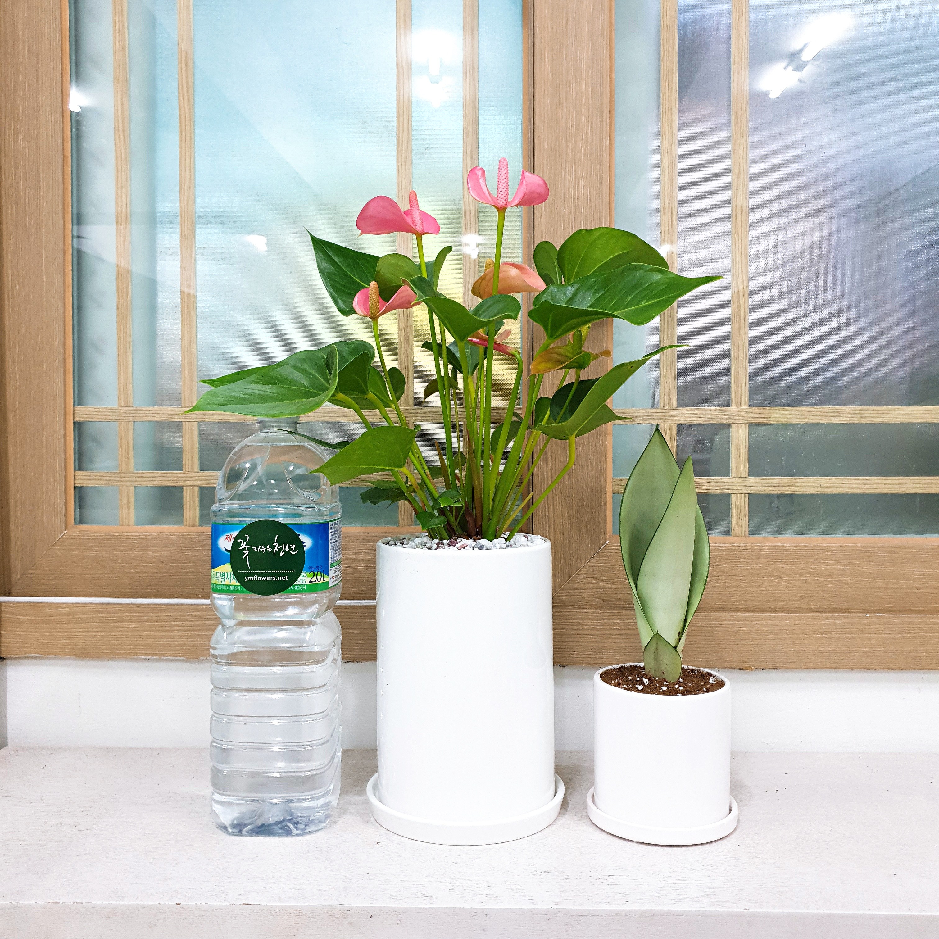 꽃피우는청년 실내공기정화식물 중형 화이트 화분(원형), 안시리움, 1개 38,990원