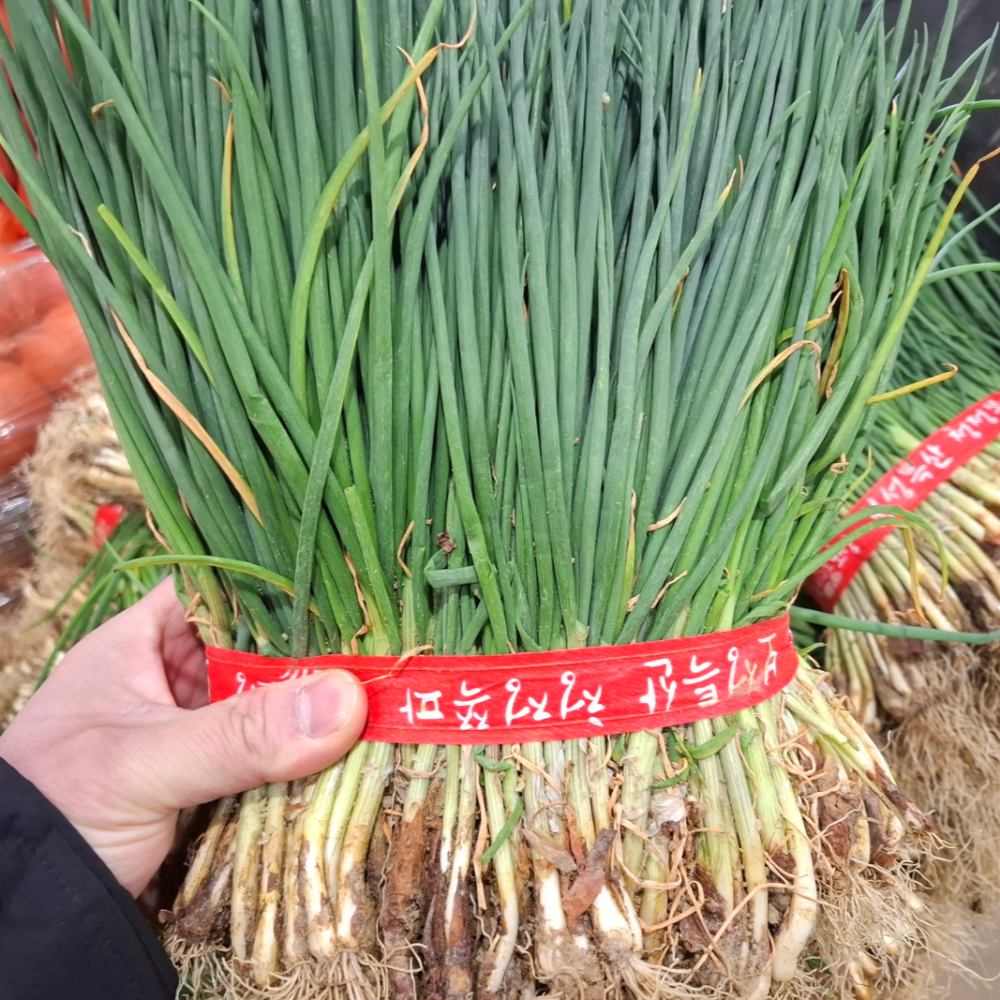 국내산 노지 흙쪽파 1단 1.5kg내외 보성쪽파 전라도쪽파 손질하지 않은 쪽파, 1.5kg, 2개 10,900원